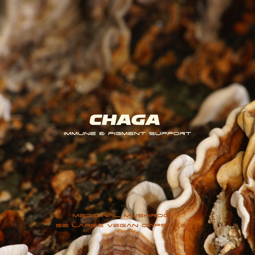 Herbase Chaga Mushroom – 100% Vegan Capsules main product image for immune support and wellness