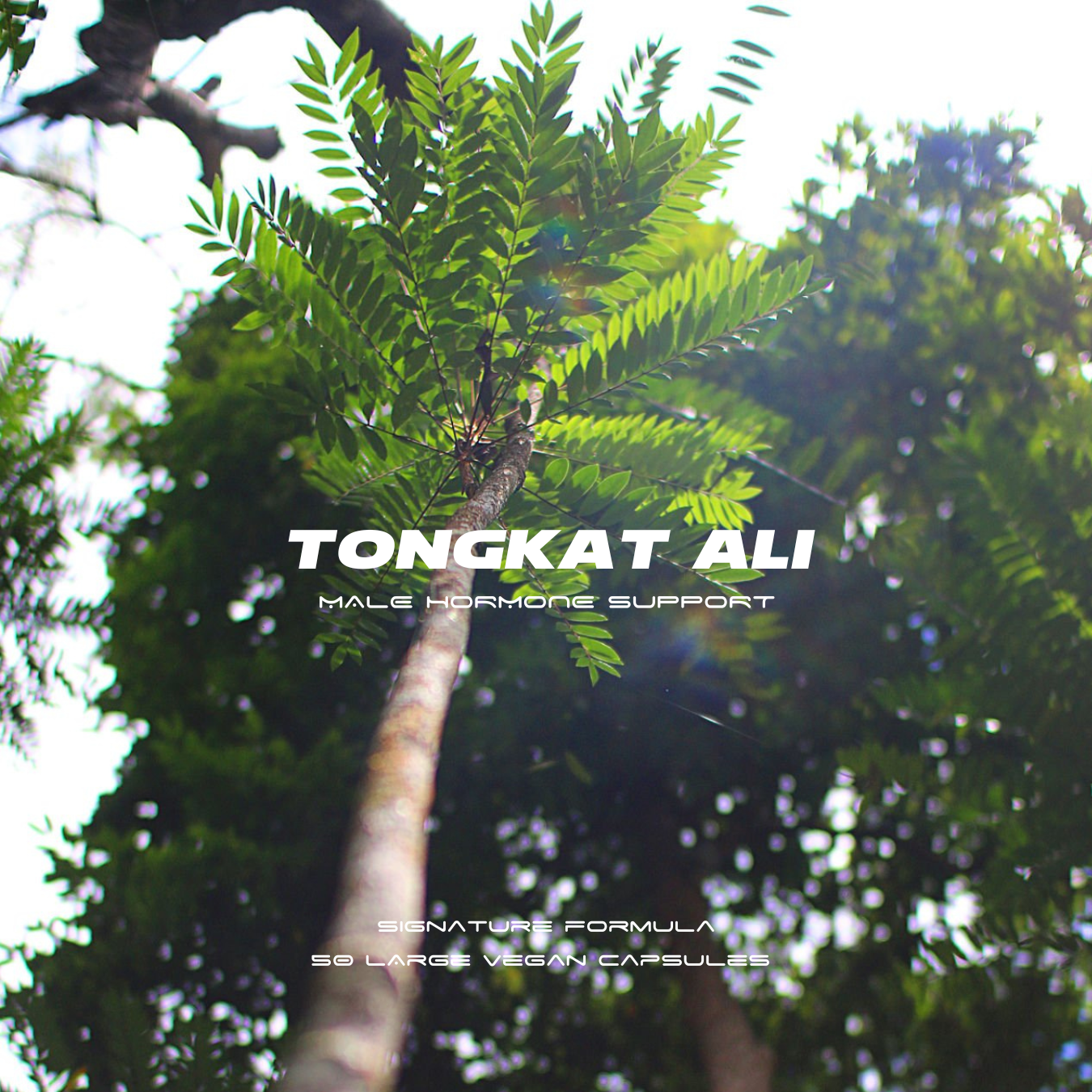 Tongkat Ali plant – ingredient used in Herbase Tongkat Ali capsules for male performance and androgen support