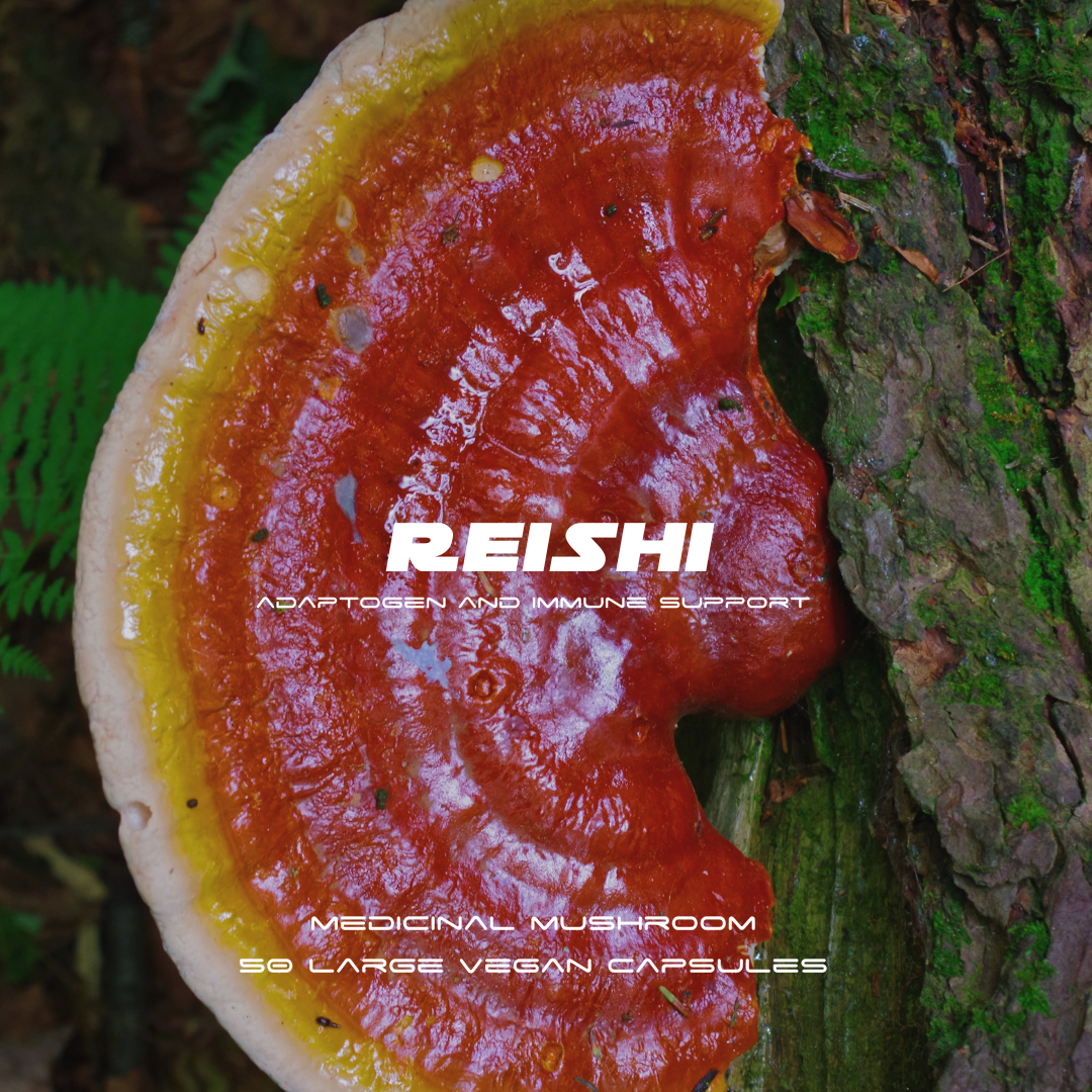 100% Reishi Mushroom by Herbase – adaptogenic supplement supporting immunity, stress relief, and overall wellbeing