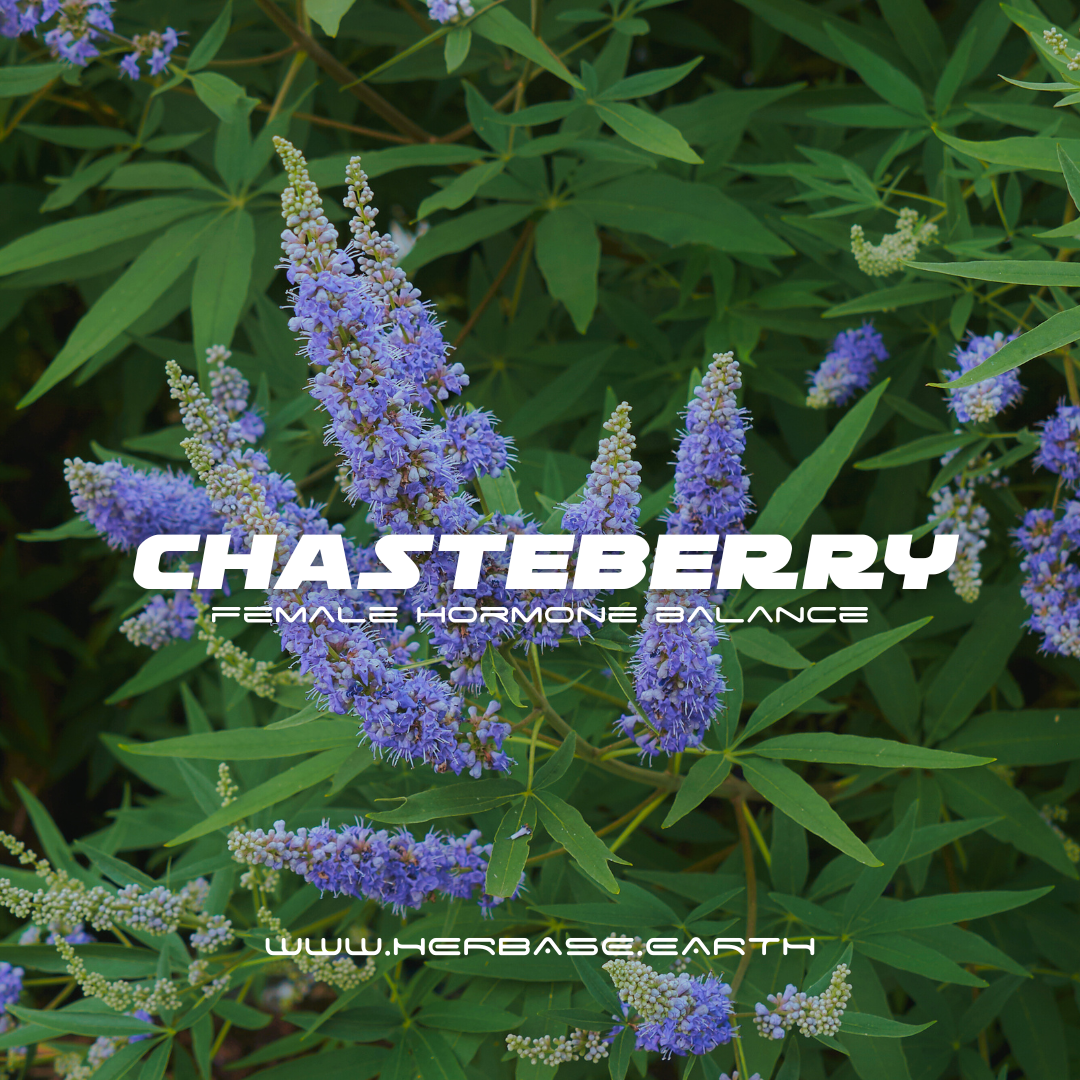 CHASTEBERRY - FEMALE HORMONE BALANCE