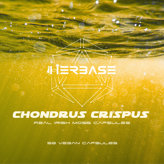 CHONDRUS CRISPUS - REAL IRISH MOSS