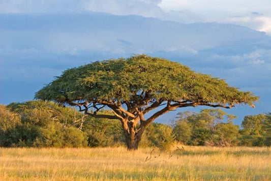 Acacia tree used as a natural herbal source