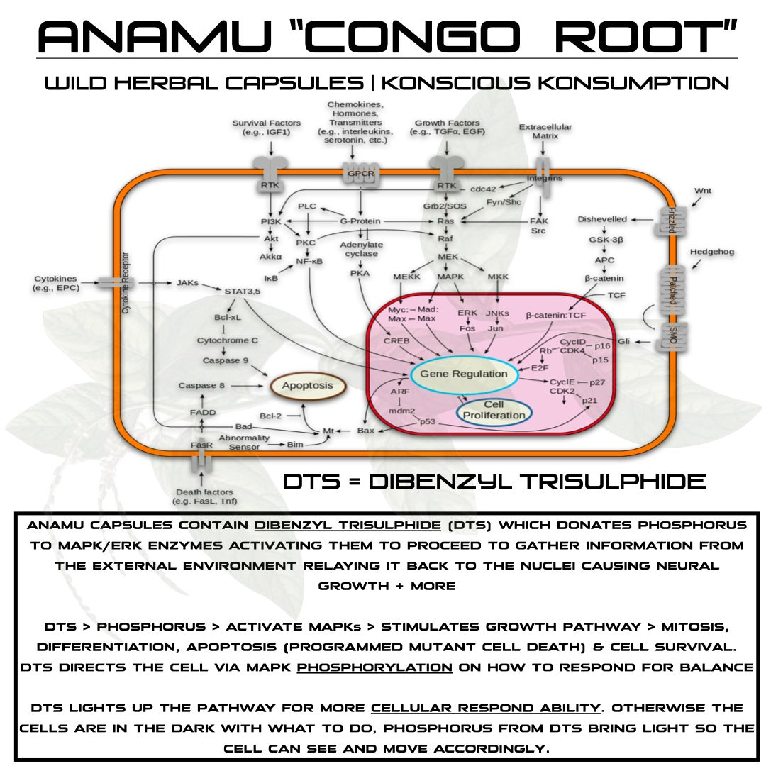 Diagram of cellular processes with text about Anamu 'Congo Root' capsules and DTS.