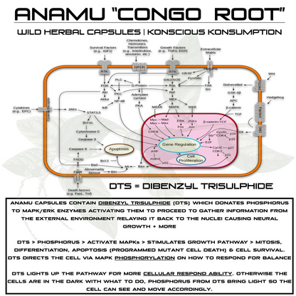 Diagram of cellular processes with text about Anamu 'Congo Root' capsules and DTS.