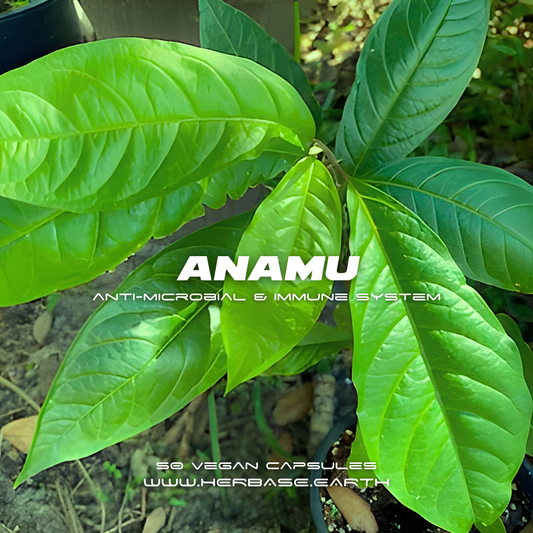 Anamu Capsules for cellular defence and immune support product image