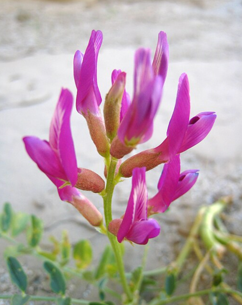 Astragalus by Herbase – natural immune and cardiovascular support for vitality and resilience