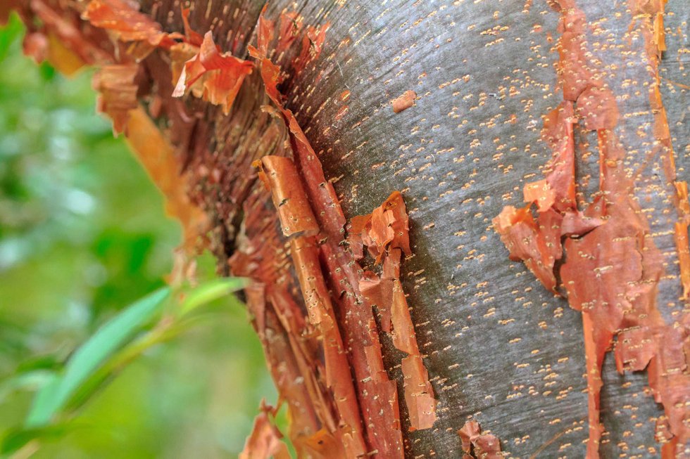 Gumbo Limbo by Herbase – traditional botanical support used for skin, inflammation, and natural healing