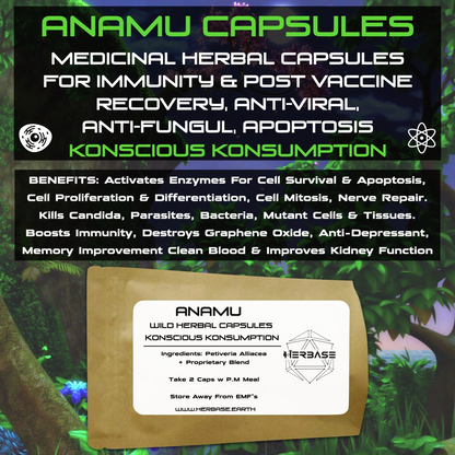 Anamu Capsules - natural immune and cellular defence support with pure Guinea Hen Weed extract.