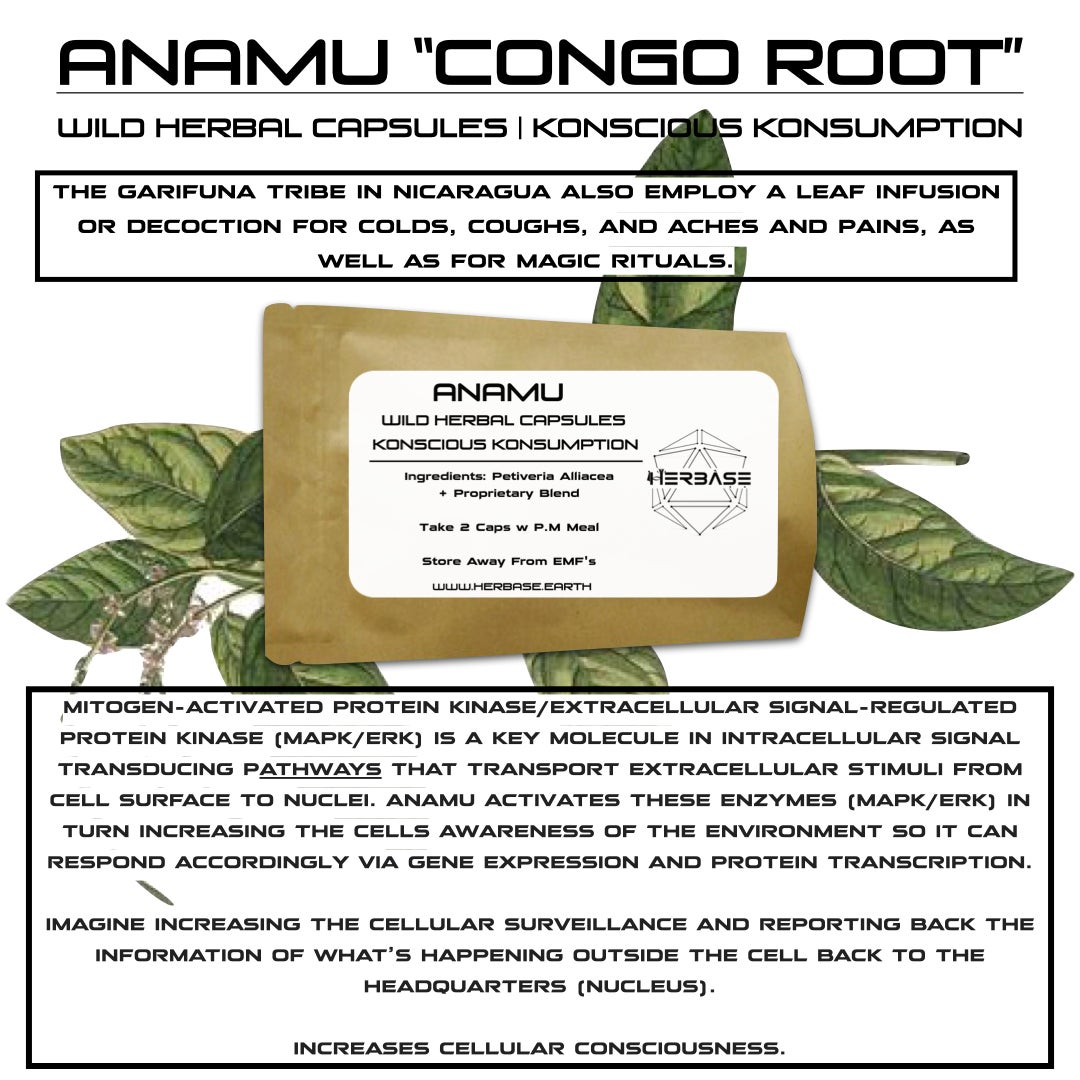 Second product image of Anamu Capsules for cellular defence and immune support