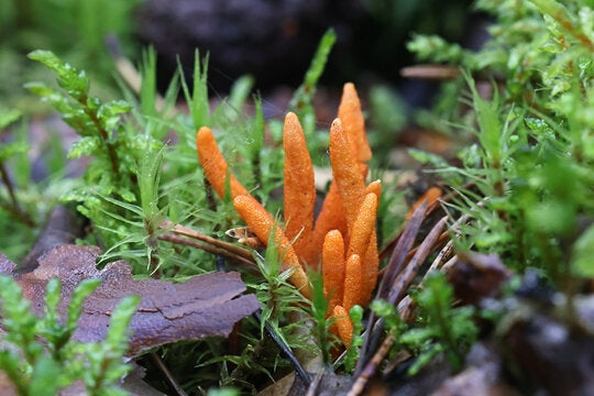 Cordyceps Sinensis mushroom – wild medicinal fungus known for boosting stamina, VO2 max, and immune function