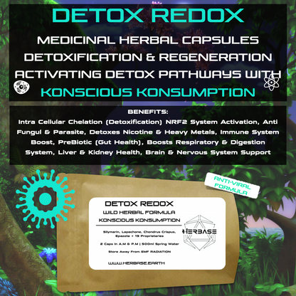 Detox Redox product information – wild herbal formula supporting cellular detox pathways, immune function, and internal cleansing