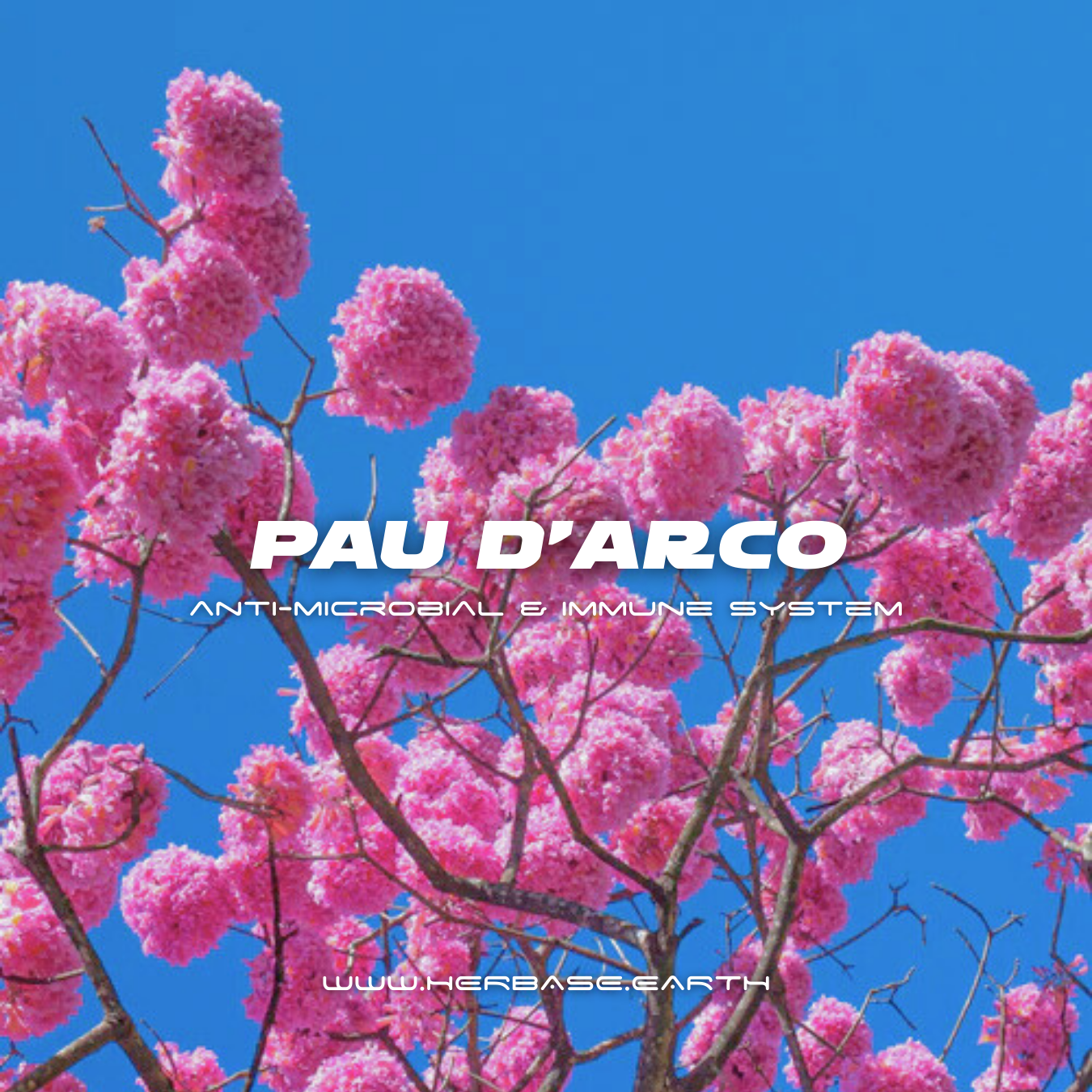 Herbase Pau D’Arco – South American Immune and Candida Support promotional banner