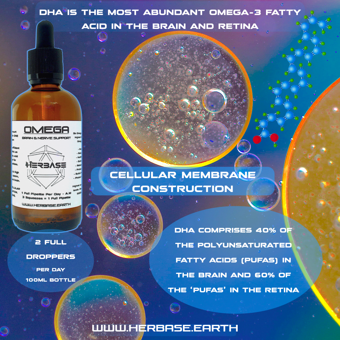 Herbase Omega DHA Oil – premium omega-rich formula for focus, memory, and cellular nourishment